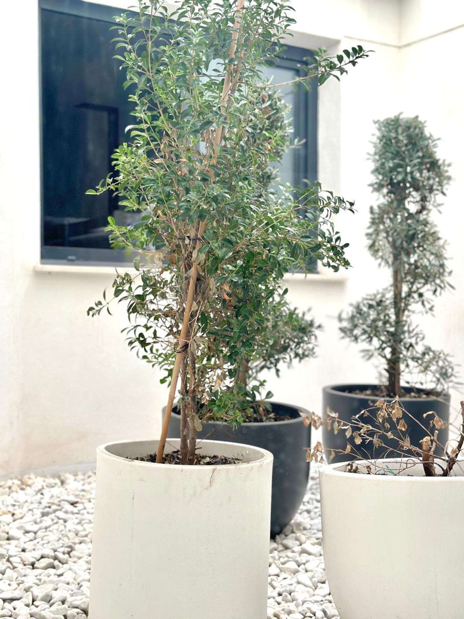 阿利坎特Pensión A-cero Living